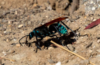Tarantula Hawk - Pepsis chrysothemis