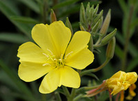 Hooker's Evening Primrose - Oenothera elata