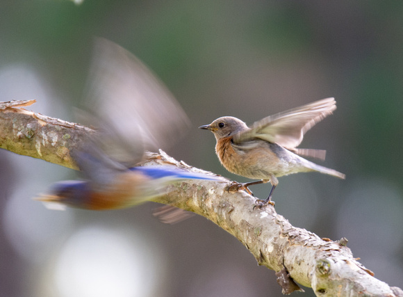 Western Bluebird - Sialia mexicana