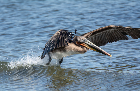 Brown Pelican - Pelecanus occidentalis