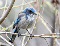 California Scrub Jay - Aphelocoma californica