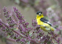 Lesser Goldfinch - Carduelis psaltria