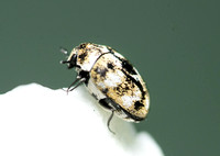 Carpet beetle - Anthrenus verbasci,