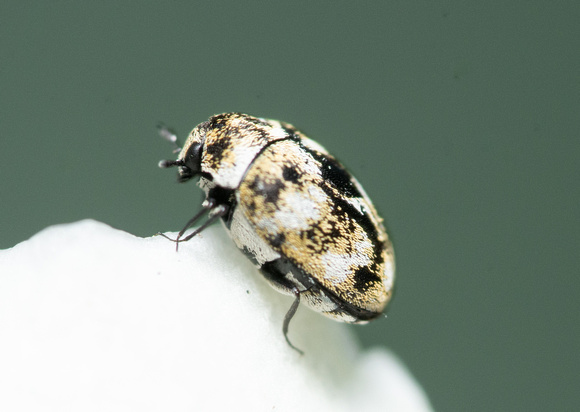 Carpet beetle - Anthrenus verbasci,