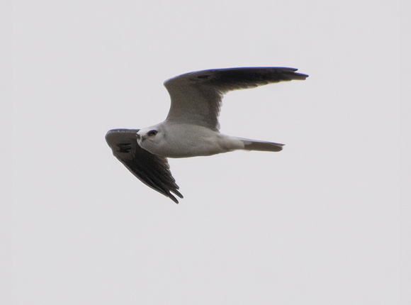 White-tailed Kite - Elanus leucurus