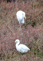 Great Egret - Ardea alba, Snowy Egret - Egretta thula