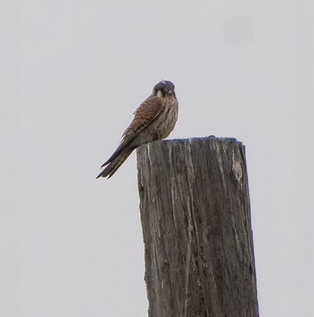 American Kestrel - Falco sparverius