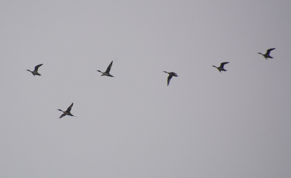 Northern Pintail - Anas acuta