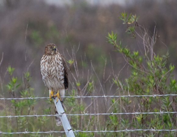 Cooper's Hawk - Accipiter cooperii