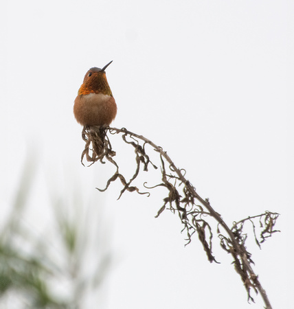 Allen's Hummingbird - Selasphorus sasin