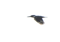 Belted Kingfisher - Ceryle alcyon