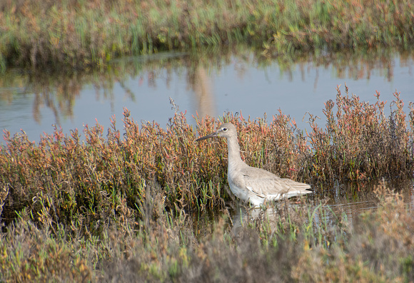 Willet - Tringa semipalmatus