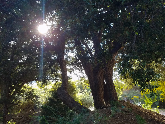 Red Box Gap Trail