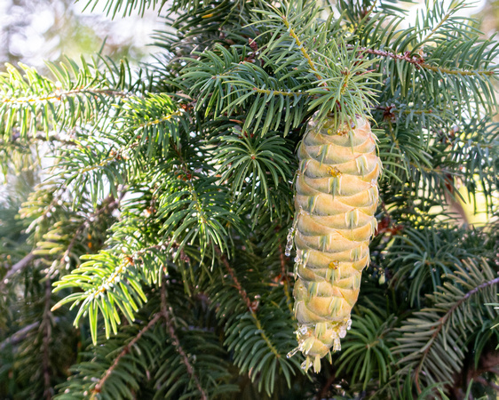 Bigcone Douglas-Fir - Pseudotsuga macrocarpa
