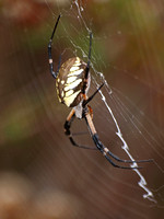 Yellow garden spider - Argiope aurantia