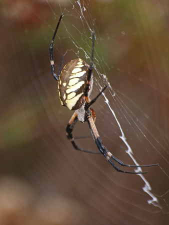 Yellow garden spider - Argiope aurantia