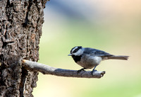 Mountain Chickadee- Poecile gambeli