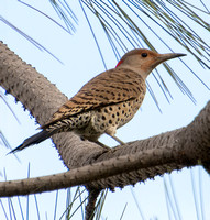 Northern Flicker (red shafted x yellow shafted intergrade) - Colaptes auratus