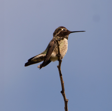 Anna's Hummingbird - Calypte anna