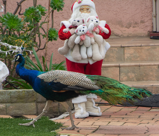 Indian Peafowl - Pavo cristatus