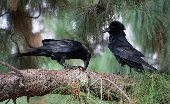 Common Raven - Corvus corax