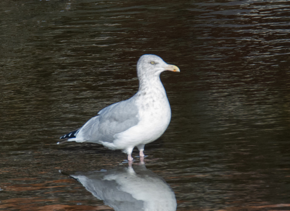 American Herring Gull - Larus smithsonianus
