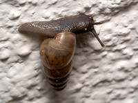 Decollate snail - Rumina decollata