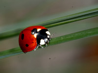 Seven-spot lady beetle - Coccinella septempunctata
