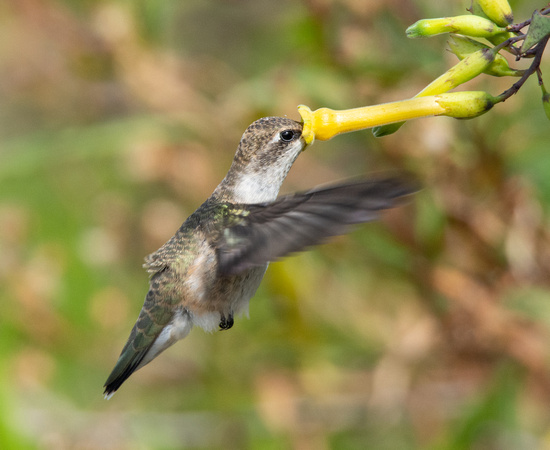 Black-chinned Hummingbird- Archilochus alexandri