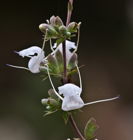 White sage