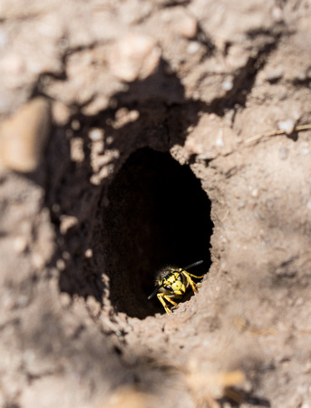 Western Yellowjacket - Vespula pensylvanica