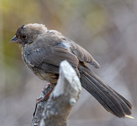 California Towhee - Melozone Crissalis