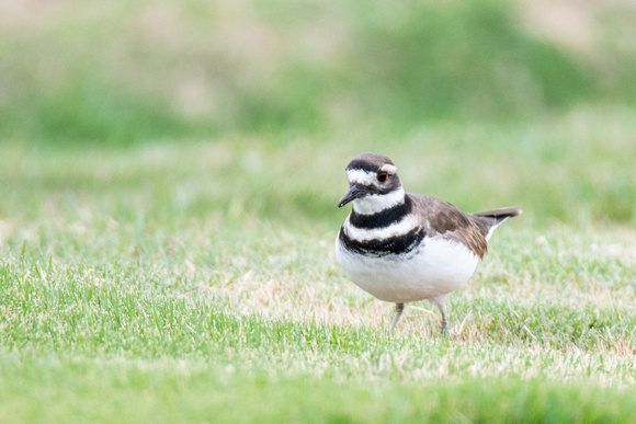 Killdeer - Catoptrophorus semipalmatus