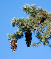 Sugar Pine Pinus lambertiana