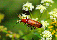 False blister beetle - Nacerdes sp.