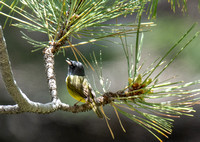 MacGillivray's Warbler - Geothlypis tolmiei