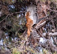 Red-shouldered Hawk - Buteo elegans