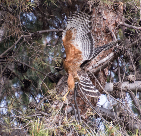 Red-shouldered Hawk - Buteo elegans