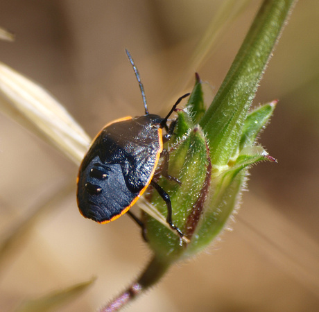 Conchuela bug -Chlorochroa ligata