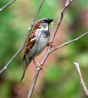 House Sparrow - Passer domesticus