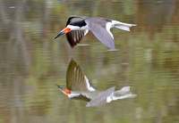 Black skimmer - Rynchops niger
