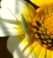 Prairie tree cricket - Oecanthus argentinus