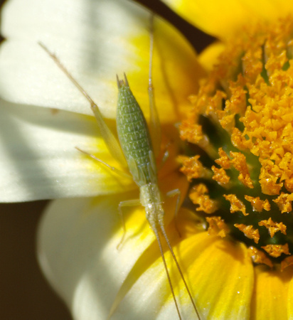 Prairie tree cricket - Oecanthus argentinus