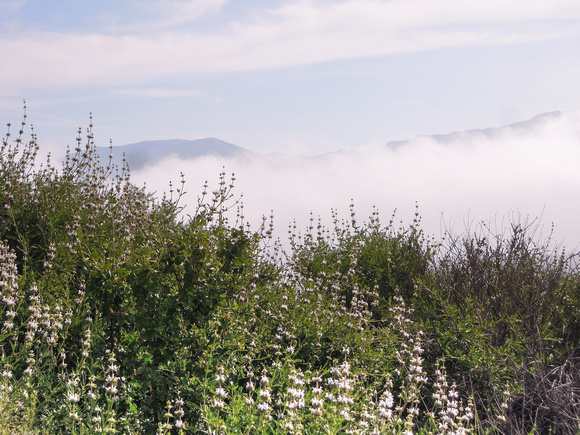 Foggy Morning