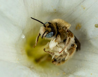 Chimney bee - Diadasia sp.