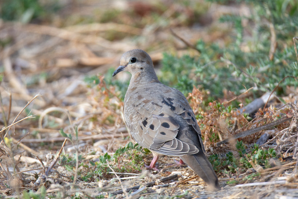 Mourning Dove - Zenaida macroura