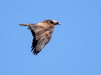 Golden Eagle - Aquila chrysaetos