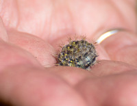 Painted lady - Vanessa cardui