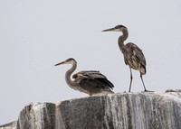 Great Blue Heron - Ardea herodias