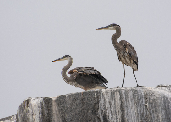 Great Blue Heron - Ardea herodias
